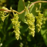 Cissampelos pareira L.